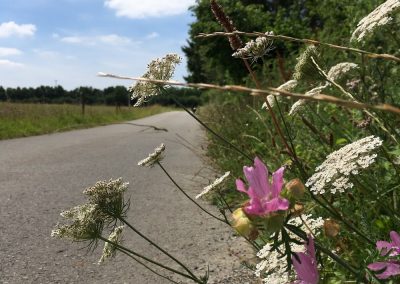 A la découverte des santiers fleuris