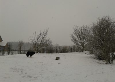 Le jardin sous la neige (1)